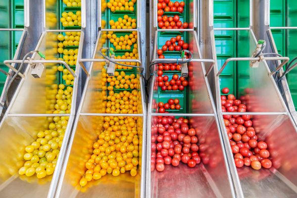 Fresh,Small,Tomatoes,On,A,Green,Conveyor,Belt,In,A